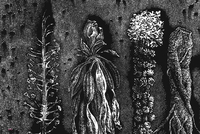 Hortus Conclusus VII - 2