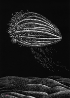 Hortus Conclusus XIV - 1