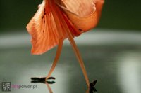 Balet, ballet, ballo... - 1